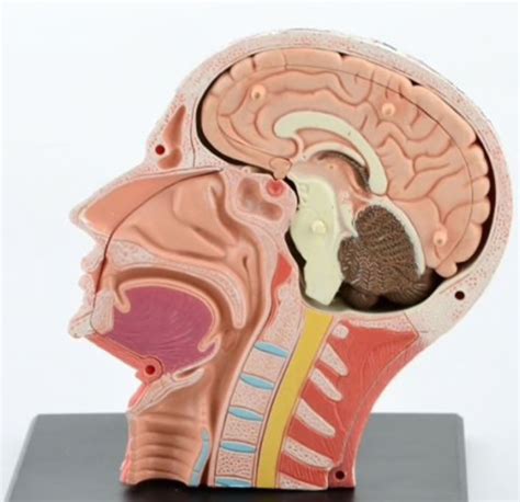 Anatomia Da Cabe A Humana D Mastermed