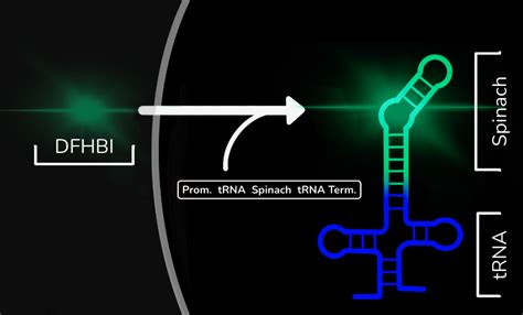 Part Bba K Parts Igem Org