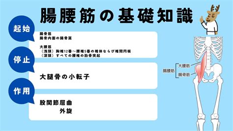 ヨガ指導者なら知っておくべき腸腰筋の機能解剖学 ヨガはじめ