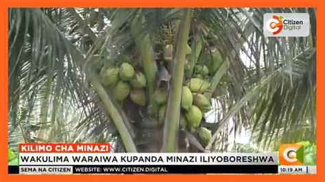 Wakulima Wa Minazi Kaunti Ya Kilifi Wapokea Mafunzo Ya Kupanda Minazi