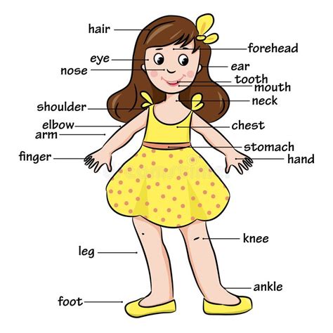 Cartoon Child. Vocabulary Of Body Parts Stock Vector - Image: 53749750