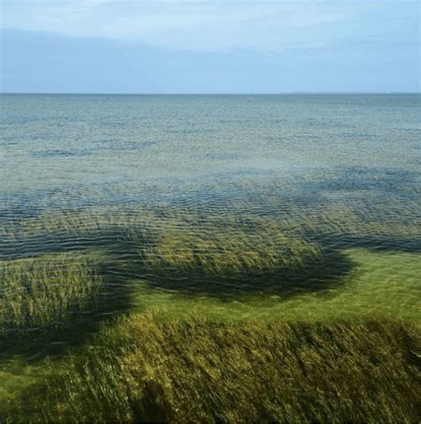 Healthy seagrass is critical to water/habitat health all around the ...