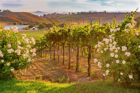 The 8 Best Temecula Wine Tours of 2020