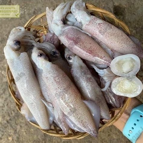 Jual Cumi Telur Cumi Telor Cumi Segar 1Kg Shopee Indonesia