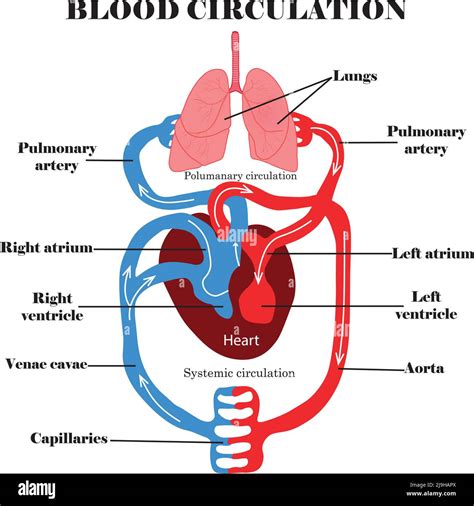 Syst Me De Circulation Sanguine Anatomie Et Digramme De La Circulation