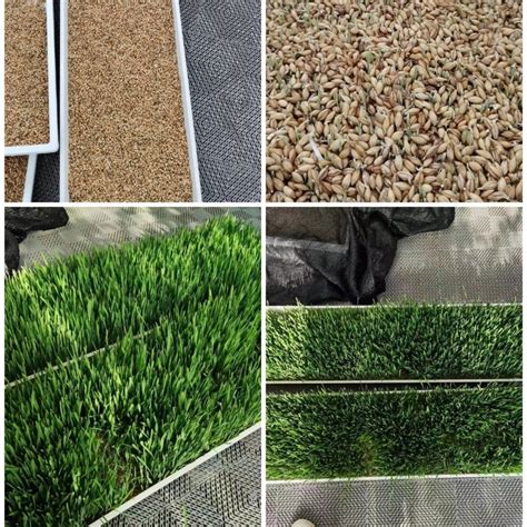 Vertical Farming Hydroponic Barley Microgreen Seeds Fodder Sprouting