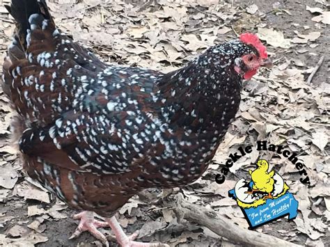 Speckled Sussex Chickens - Baby Chicks for Sale | Cackle Hatchery