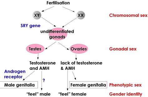 File Sex Diff  Wikipedia