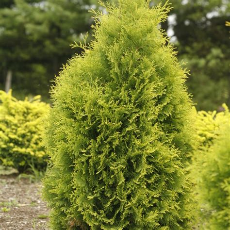 Polar Gold® - Arborvitae - Thuja occidentalis | Proven Winners