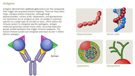 Understanding The Physiology Of The Immune System A D A M OnDemand