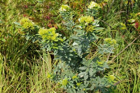 Roundhead Lespedeza Oklahoma State University