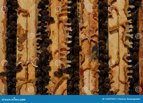 Bee frames stock image. Image of apiculture, grass, flower - 14207943