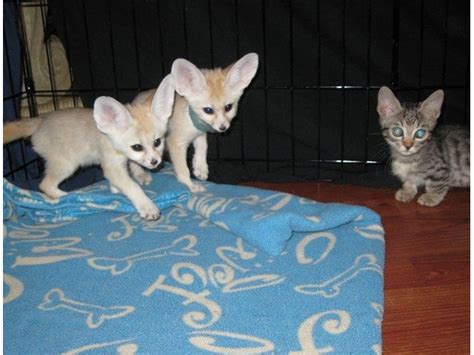 Gorgeous Fennec Fox Kits For adoption.. - Animals - Delaware City ...