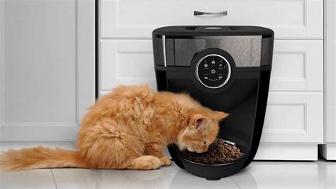 tamper proof automatic cat feeder   works  cost pet spruce