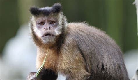 Capuchin Monkeys - Gold- Bellied Monkey Facts & Information