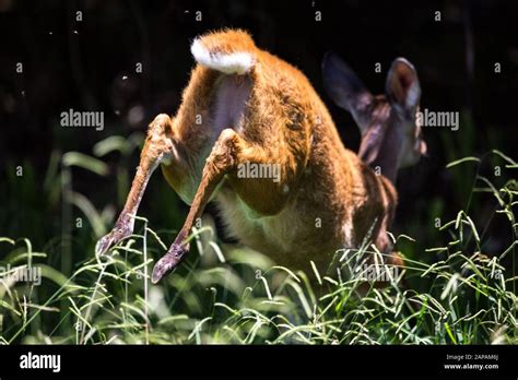 Close up of a fleeing antelope, focus on the hooves, South Africa Stock ...