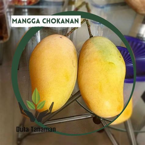 Jual Bibit Mangga Chokanan Cokanan Tanaman Hidup Siap Tanam Shopee