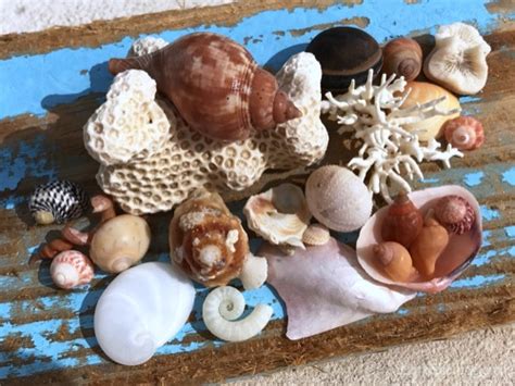 Caribbean Shells