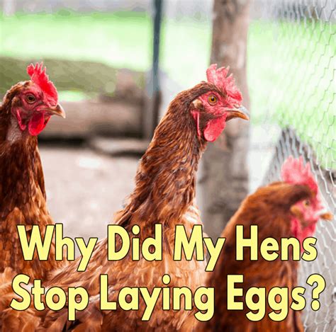 Why Did My Hens Stop Laying Eggs Backyard Chicken Chatter Egg