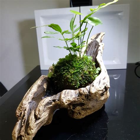 Wabi Kusa Indoor Plants Office Plants Aquatic Gift Terrarium