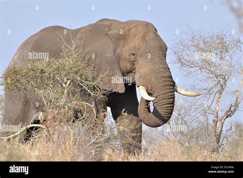 African Bush Elephant Bull Loxodonta Africana Feeding Kruger