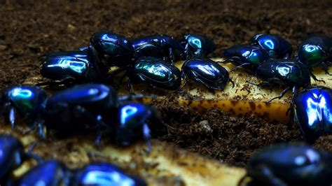 The Blueest Beetle In The World Speciosa Cyanochlora Beetle Asmr