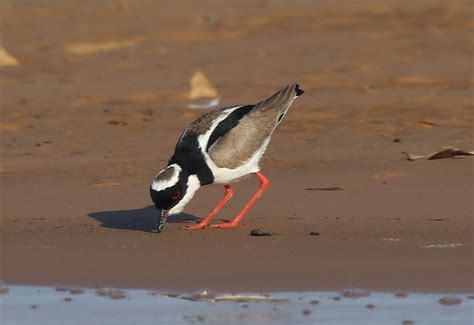 Pied Lapwing A Foster Nature Travel Birding