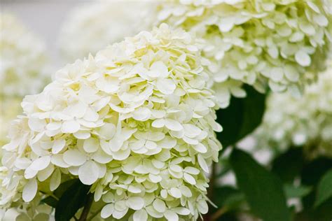 12 Species Of Viburnum Shrubs