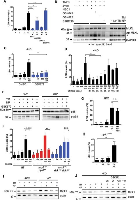 P Mapk Dependent Necrosis Is Distinct From Necroptosis And Is