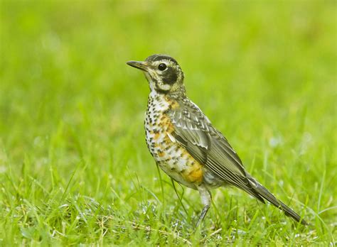 Americanrobinp