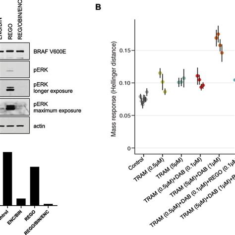 Triple Mapk Inhibition Effectively Reduces Phosphorylated Erk In Braf