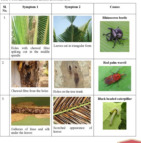 PDF PEST INFESTATION IDENTIFICATION IN COCONUT TREES USING DEEP