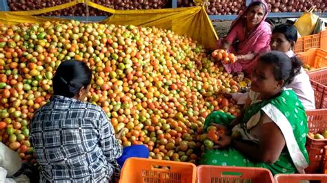 टोमॅटो विकून शेतकरी एका महिन्यात करोडपती झाला A Farmer Became A Millionaire In A Month By