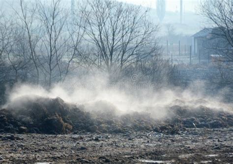 Steam Coming Out Of Piles Of Manure In A Rural Area Stock Image Image