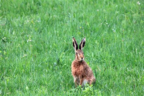 Free Images Grass Field Lawn Meadow Prairie Animal Wildlife