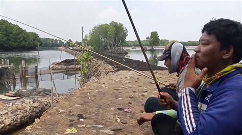 Mancing Ikan Mujaer Dan Ikan Bandeng Youtube