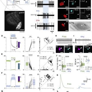 Opto Inhibition Of Stn Neurons Increased The Firing Rate Of