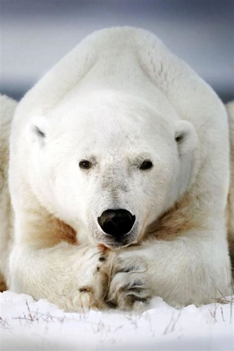 Que Cache L Ours Polaire Sur Une Plage Automasites