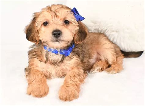 Beautiful Yorkiepoo Puppies For Sale Trustedpuppies