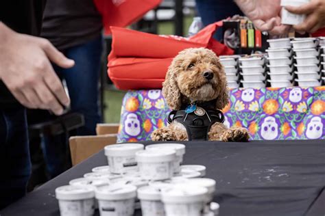 Paws And Petals Yappy Hour National Cherry Blossom Festival