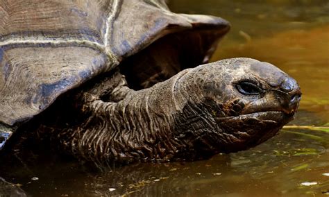 La tortuga más grande del mundo vivió en Colombia y pesaba más de una