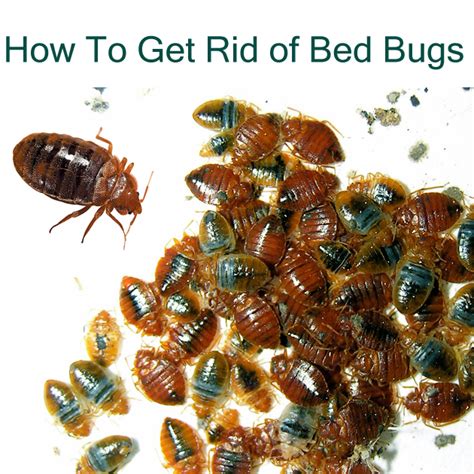 How To Get Rid Of Bed Bug Bites Naturally A Complete Guide To Kill Bed Bugs