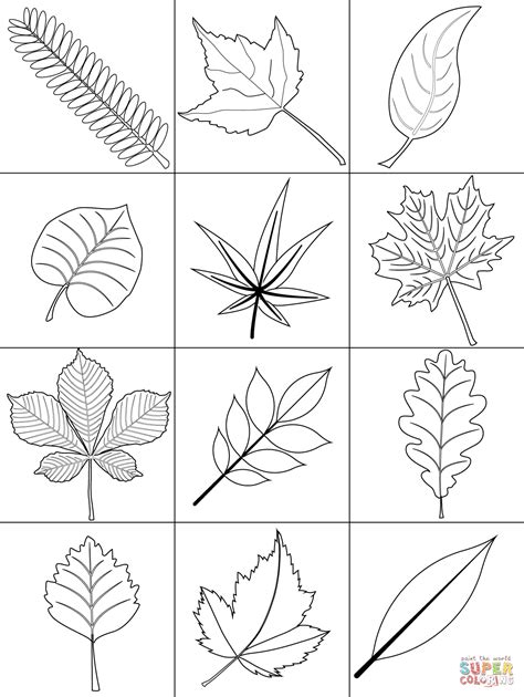 Autumn Leaves coloring page | Free Printable Coloring Pages