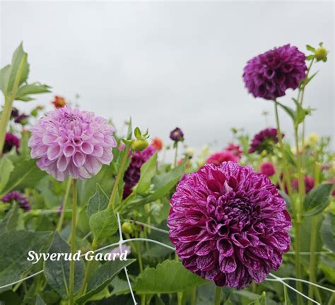 Dahlia Marble Syverud Gaard