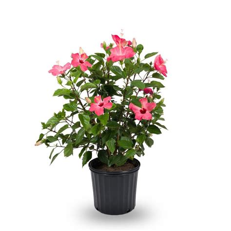 15 Gallon Potted Hardy Hibiscus L2556 At