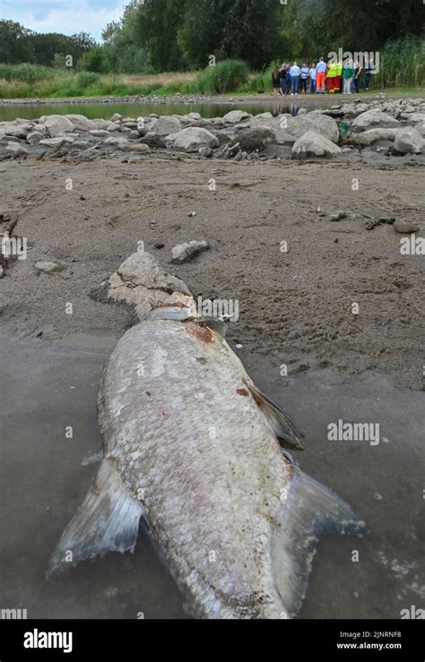 13 août 2022 Brandebourg Francfort Oder Un poisson mort se trouve