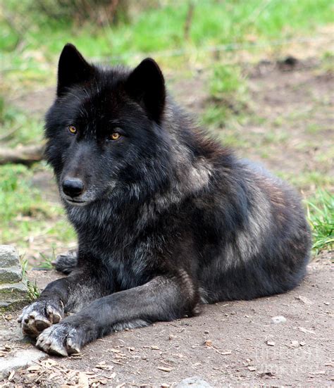 Lone Wolf Photograph By Nick Gustafson Fine Art America