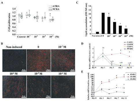 Effects Of Different Concentrations Of Retinoids On Proliferation And