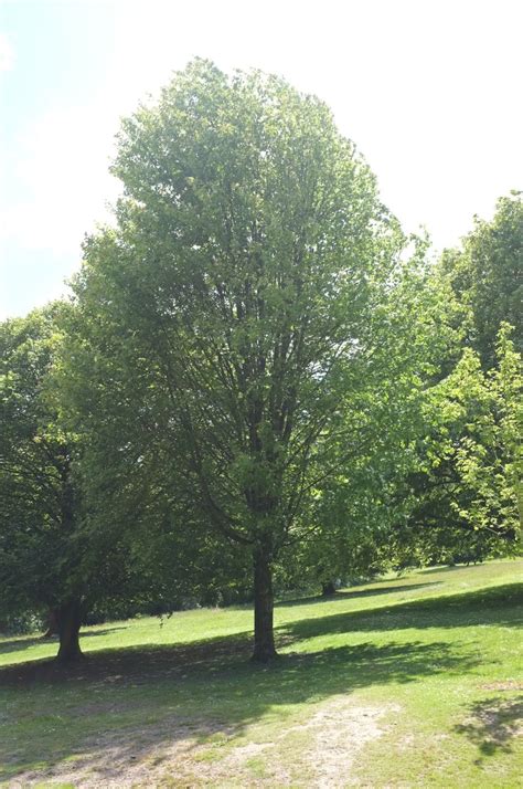 Acer × Freemanii Trees And Shrubs Online