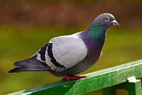 PIGEON DREAM Meaning & Symbolism